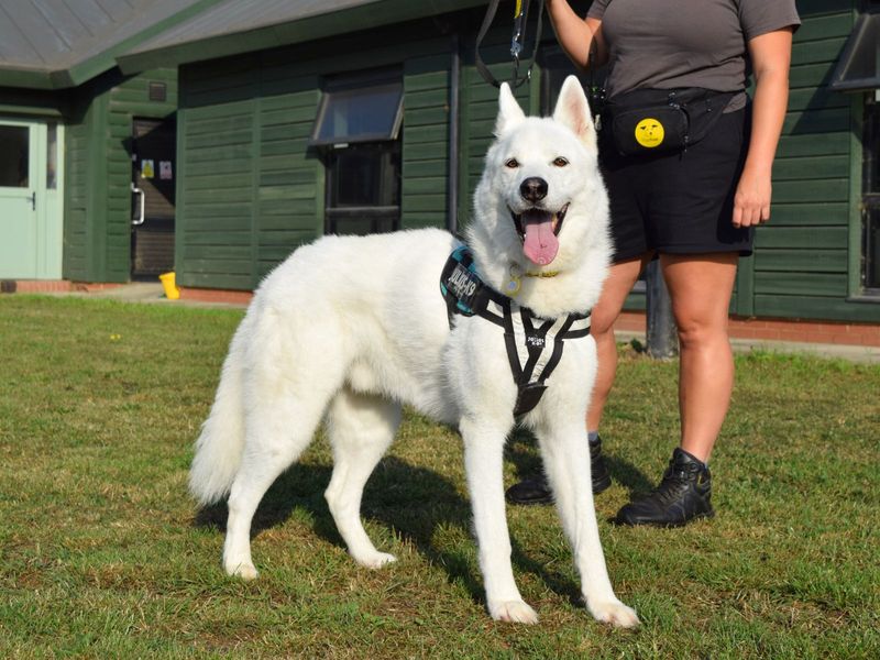 Siberian Husky for adoption in Uxbridge, London – 9 years old