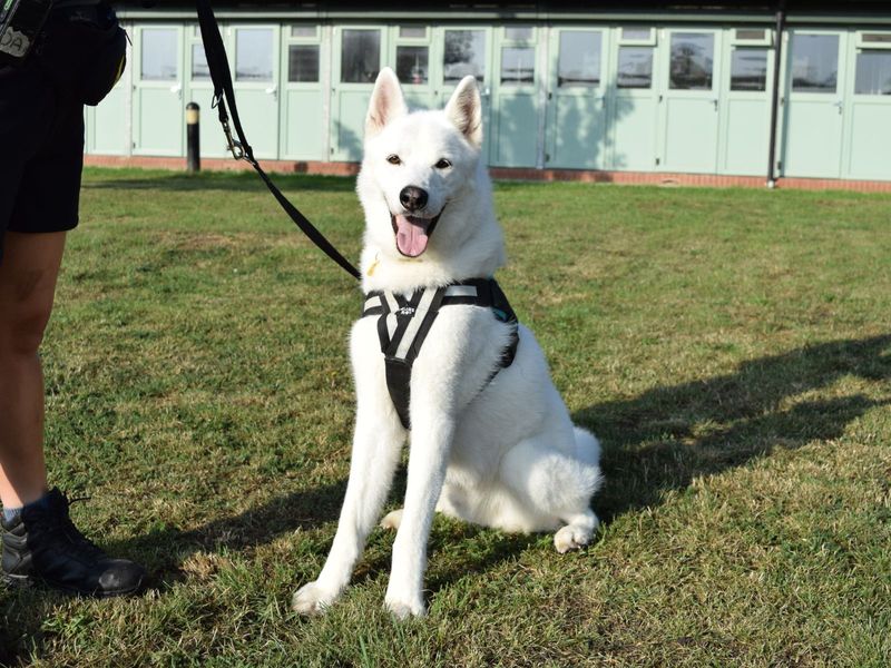 Siberian Husky for adoption in Uxbridge, London – 9 years old - Image 2 of 4
