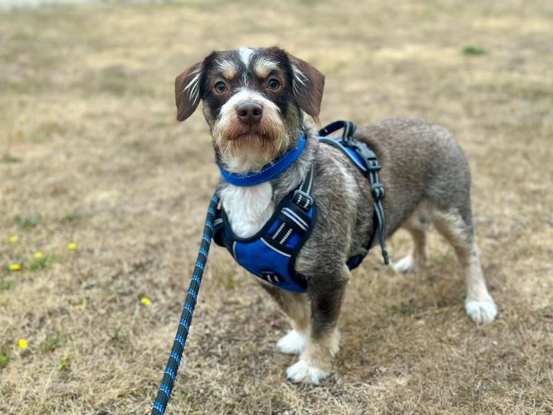 Jack Russell for adoption in Chestfield, Kent – 2 years old