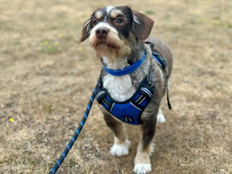 Jack Russell for adoption in Chestfield, Kent – 2 years old - Image 3 of 3