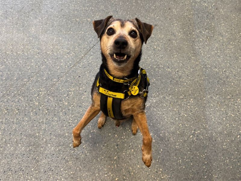 Chunk | Pinscher (Miniature) Cross | Basildon (Essex) - 1