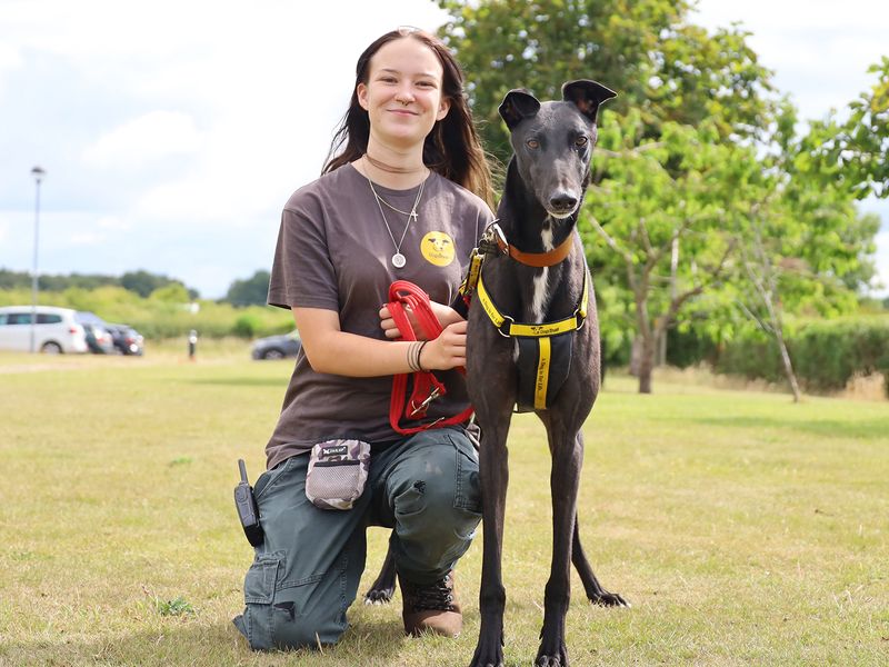Greyhound for adoption in Leeds, Yorkshire – 2 years old