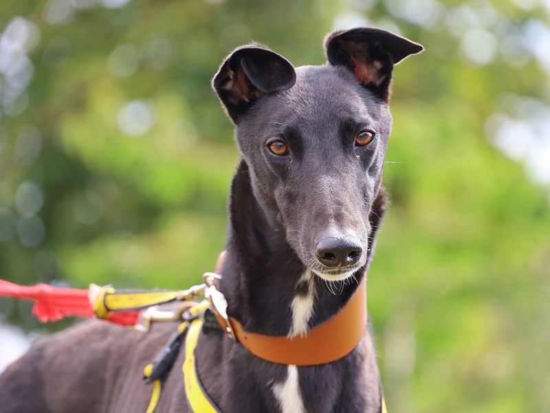 Greyhound for adoption in Leeds, Yorkshire – 2 years old - Image 2 of 3