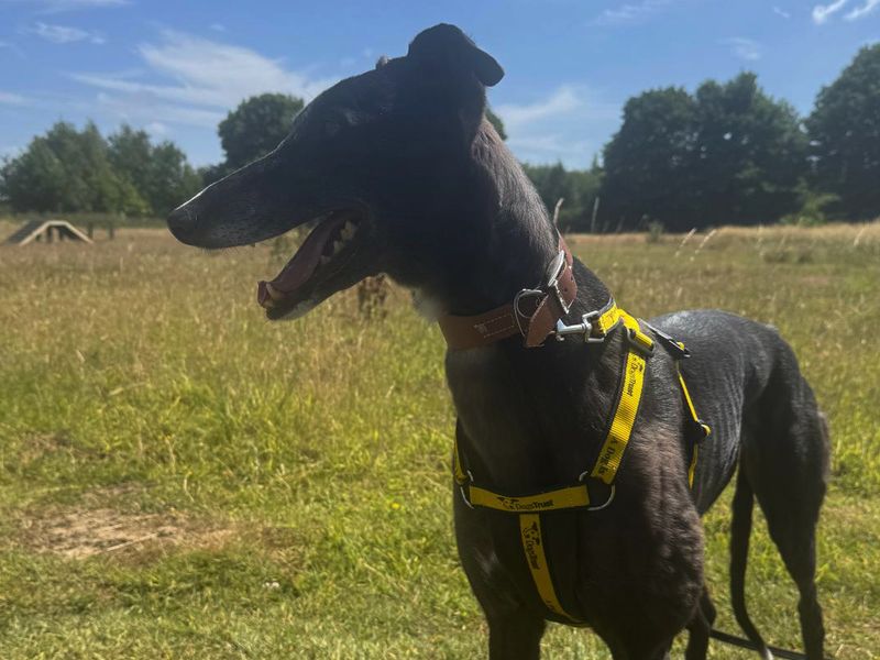 Greyhound for adoption in Leeds, Yorkshire – 5 years old - Image 2 of 2