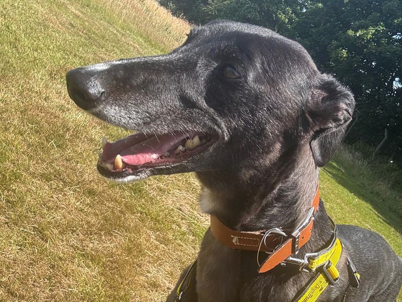 Greyhound for adoption in Leeds, Yorkshire – 5 years old