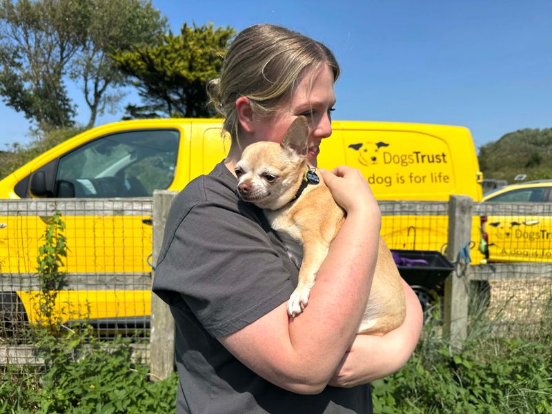 Chihuahua for adoption in Shoreham by Sea, West Sussex – 10 years old - Image 3 of 6