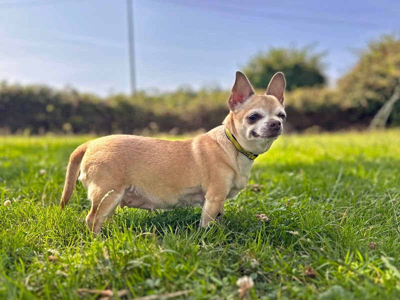 Chihuahua for adoption in Shoreham by Sea, West Sussex – 10 years old - Image 2 of 6