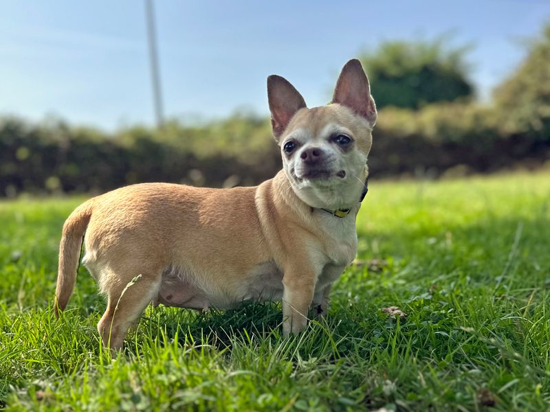 Chihuahua for adoption in Shoreham by Sea, West Sussex – 10 years old - Image 4 of 6