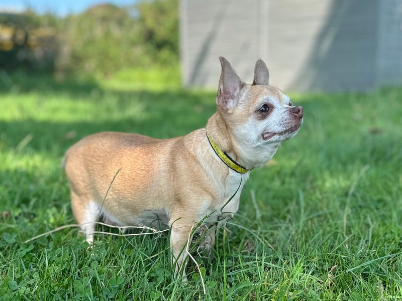 Chihuahua for adoption in Shoreham by Sea, West Sussex – 10 years old - Image 6 of 6