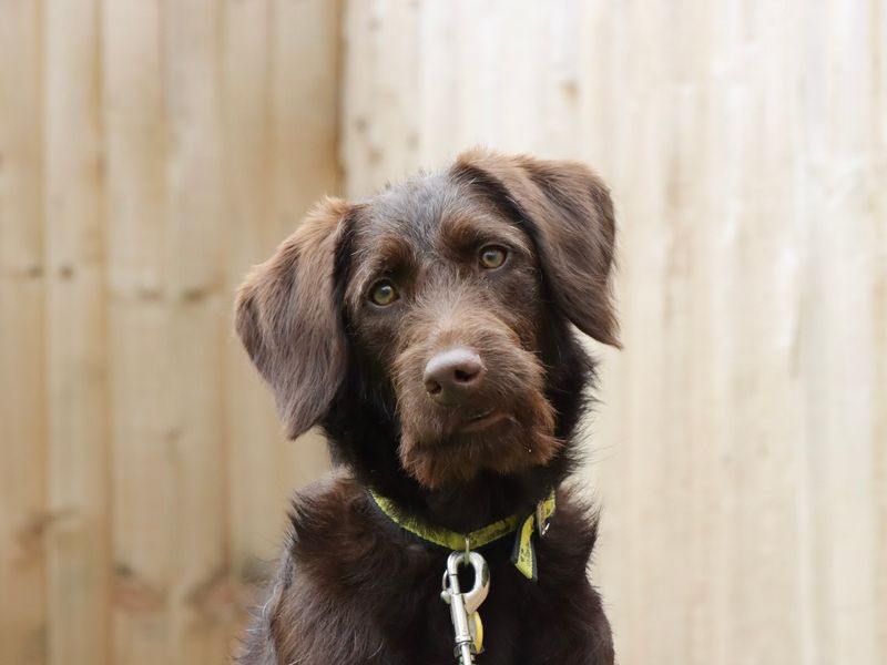 Poodle for adoption in Evesham, Worcestershire – 9 months old - Image 3 of 4