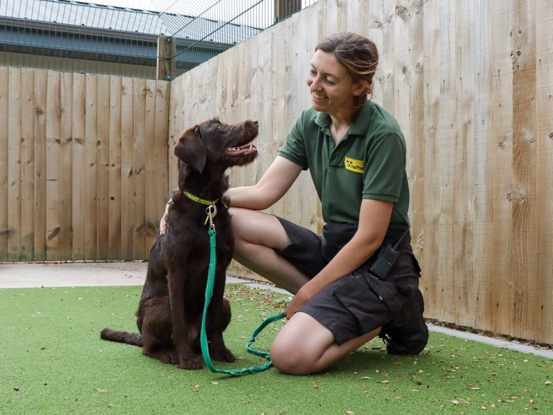 Poodle for adoption in Evesham, Worcestershire – 9 months old