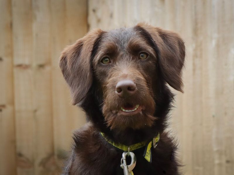 Poodle for adoption in Evesham, Worcestershire – 9 months old - Image 2 of 4