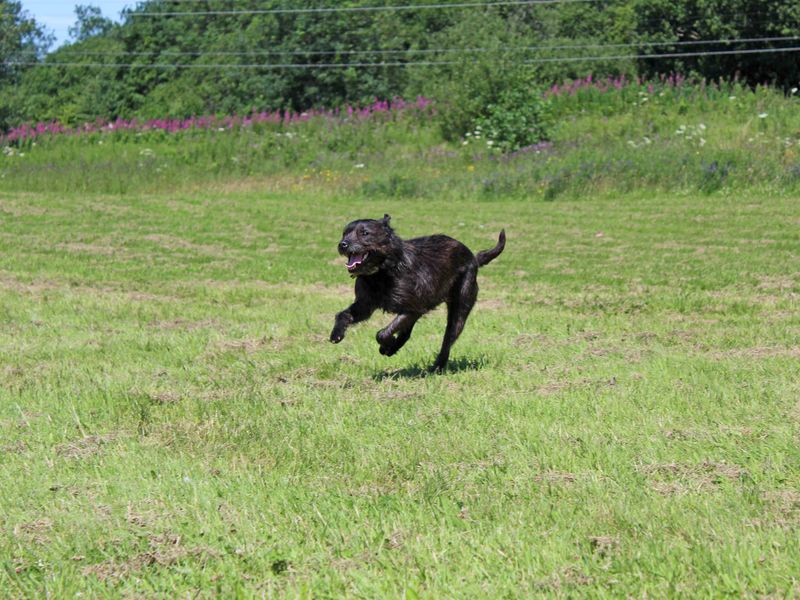 Staffordshire Bull Terrier for adoption in Glasgow, Scotland – 3 years old