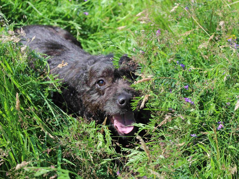Staffordshire Bull Terrier for adoption in Glasgow, City of Glasgow – 3 years old - Image 3 of 4