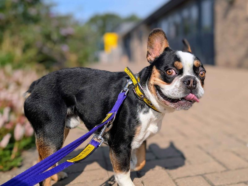 French Bulldog for adoption in Cardiff, Glamorgan – 2 years old - Image 5 of 5