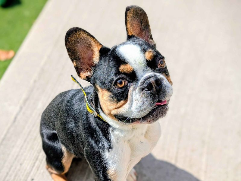 French Bulldog for adoption in Cardiff, Glamorgan – 2 years old - Image 2 of 5