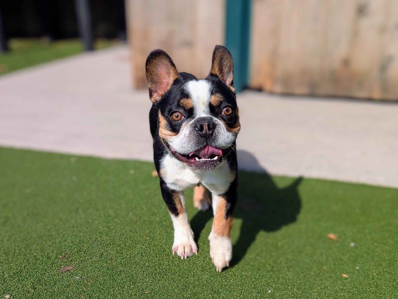 French Bulldog for adoption in Cardiff, Glamorgan – 2 years old - Image 3 of 5