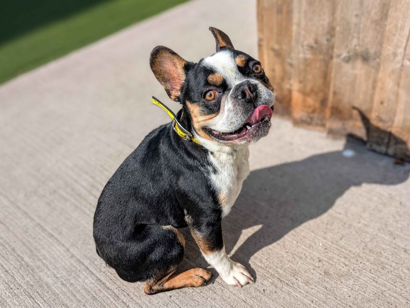 French Bulldog for adoption in Cardiff, Glamorgan – 2 years old - Image 4 of 5