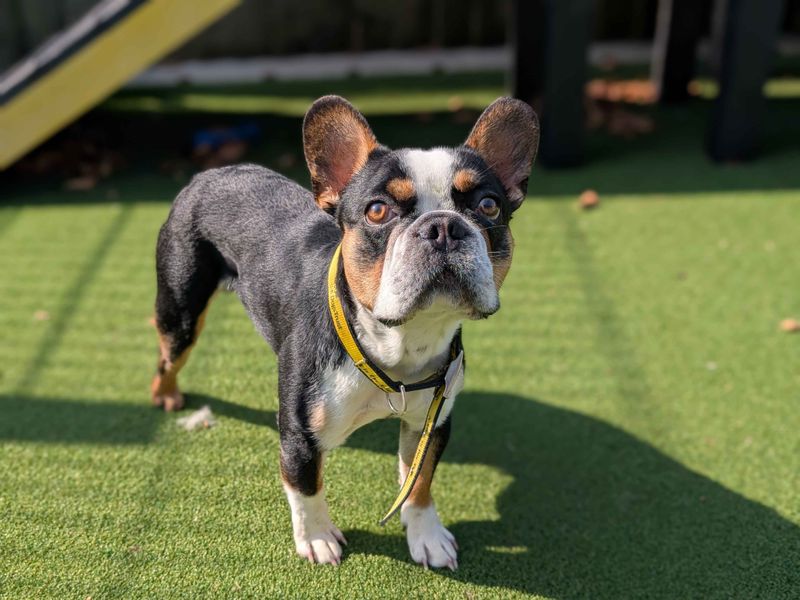 French Bulldog for adoption in Cardiff, Glamorgan – 2 years old