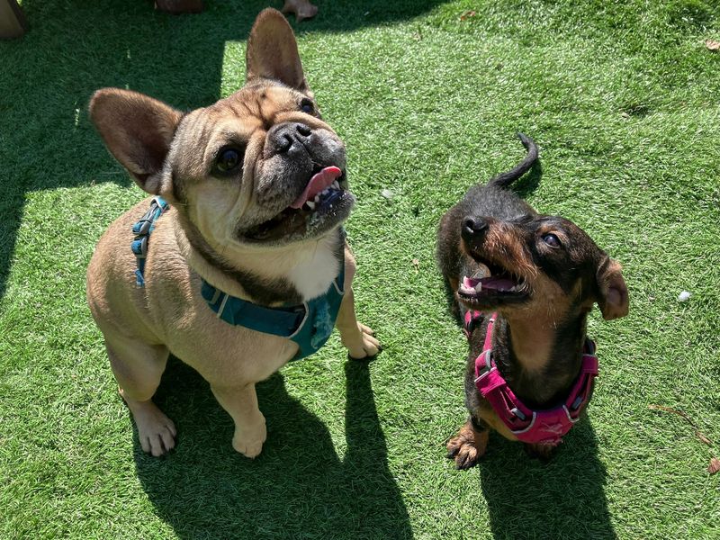 French Bulldog for adoption in West Calder, West Lothian – 4 years old - Image 2 of 3