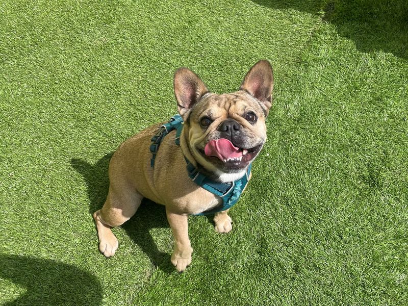 French Bulldog for adoption in West Calder, West Lothian – 4 years old - Image 3 of 3