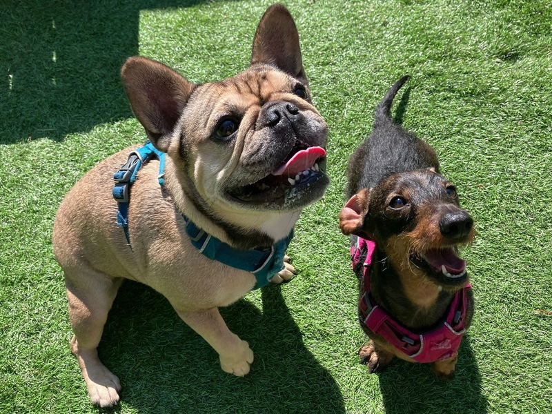 French Bulldog for adoption in West Calder, West Lothian – 4 years old