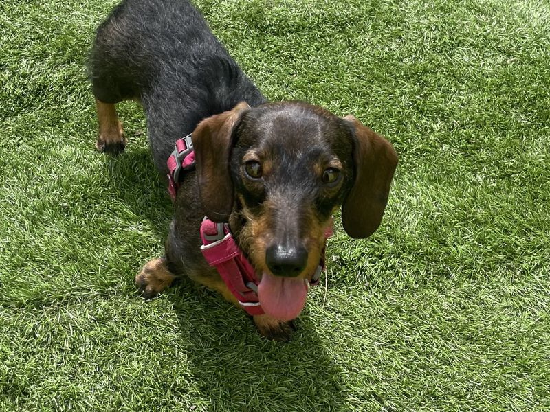 Mame | Dachshund (Miniature Smooth Haired) | West Calder (Edinburgh) - 1
