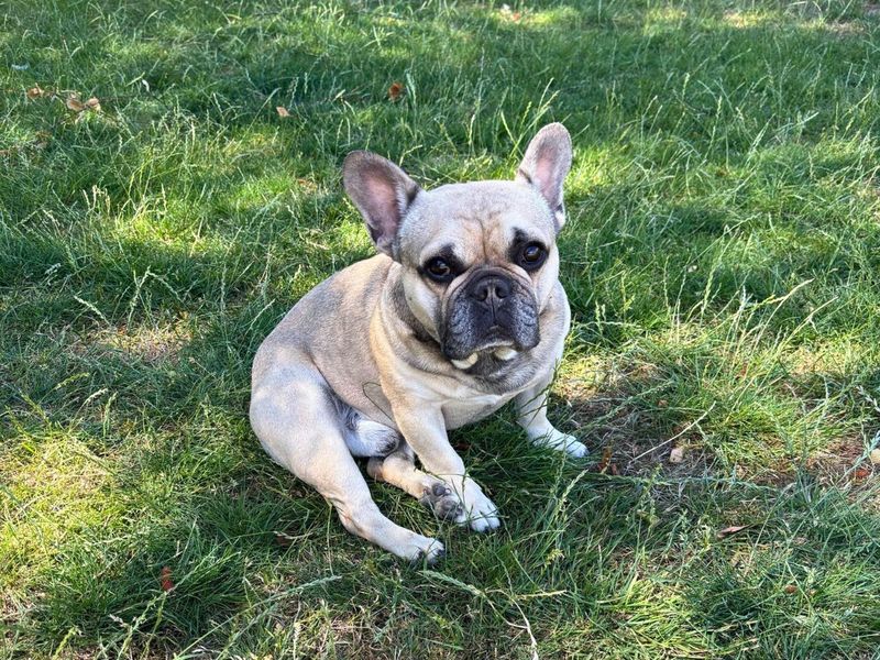 French Bulldog for adoption in Newton Tony, Wiltshire – 3 years old