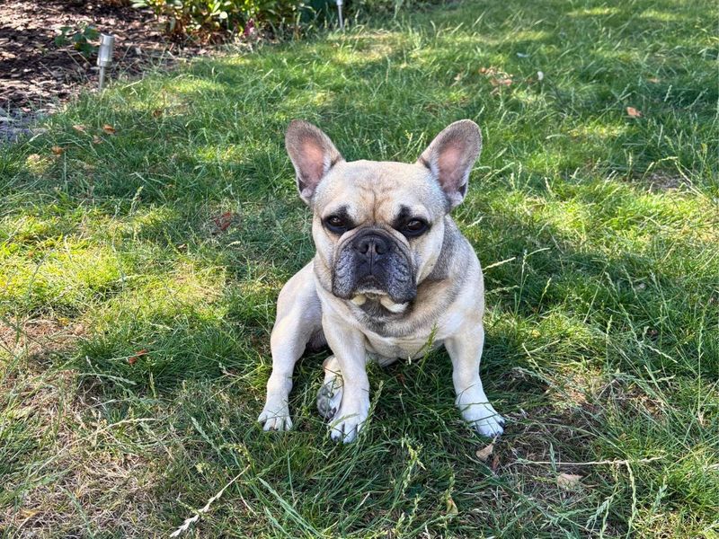 French Bulldog for adoption in Newton Tony, Wiltshire – 3 years old - Image 2 of 3