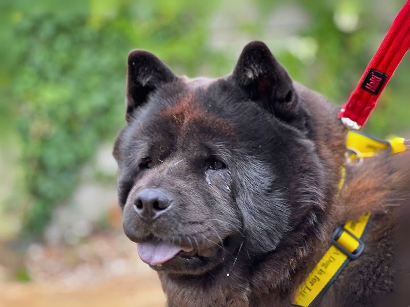 Pip | Chow Chow | Salisbury (Wiltshire) - 1