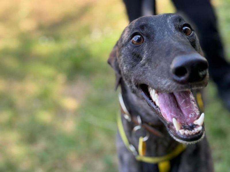 Greyhound for adoption in Telford, Shropshire – 4 years old
