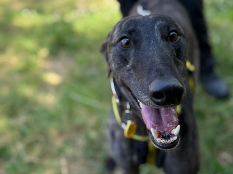 Greyhound for adoption in Telford, Shropshire – 4 years old - Image 2 of 2