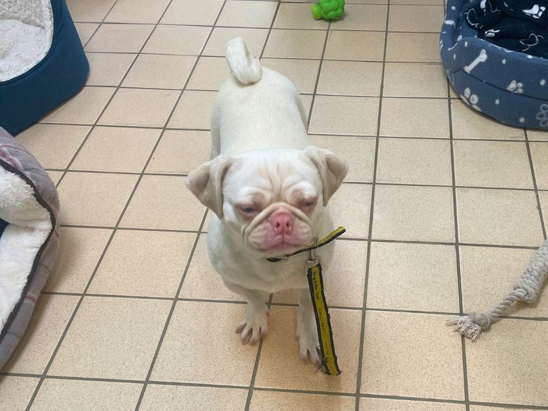 Pug for adoption in Newton Tony, Wiltshire – 3 years old
