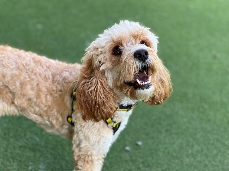Cavalier King Charles Spaniel for adoption in Newton Tony, Wiltshire – 5 years old - Image 2 of 2