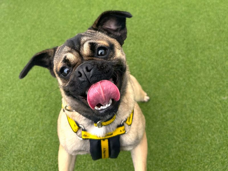 Pug for adoption in Ballymena, Co Antrim – 1 year old