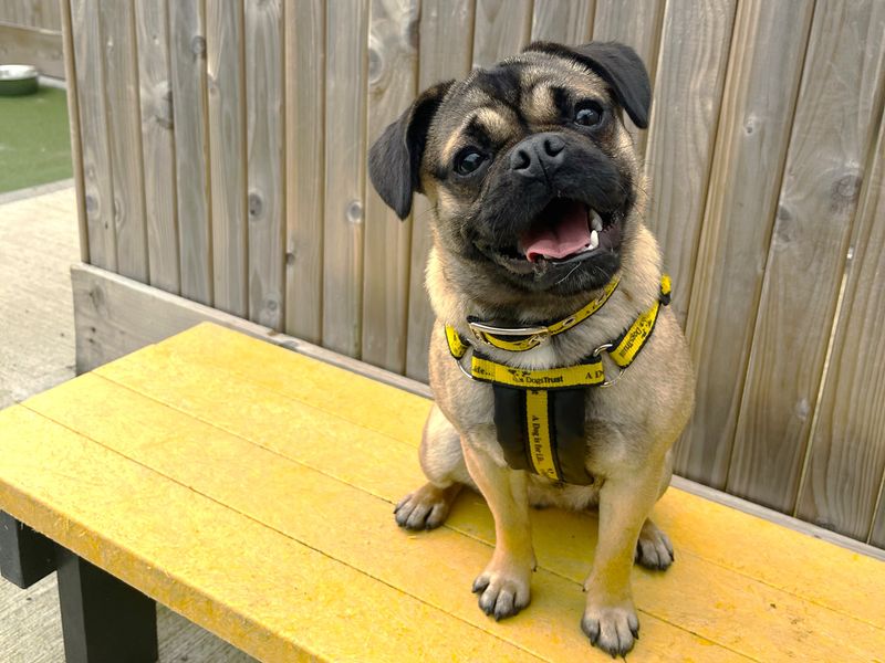 Pug for adoption in Ballymena, Co Antrim – 1 year old - Image 2 of 4