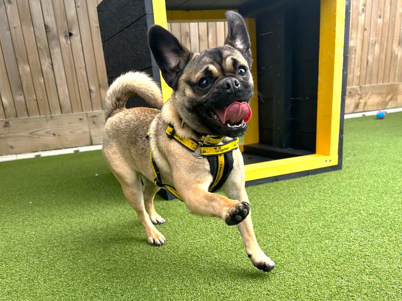 Pug for adoption in Ballymena, Co Antrim – 1 year old - Image 4 of 4