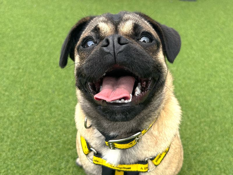 Pug for adoption in Ballymena, Co Antrim – 1 year old - Image 3 of 4