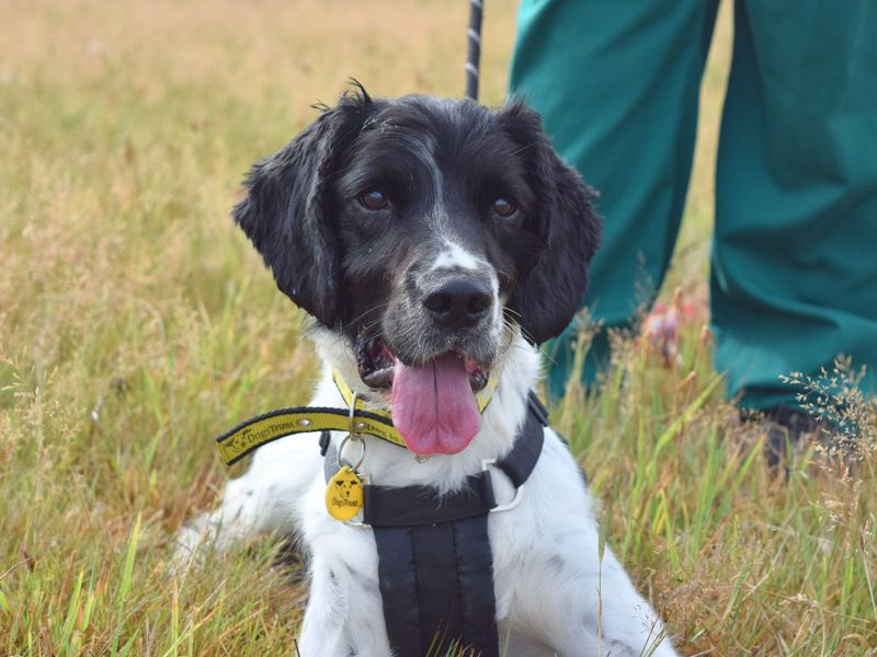 Springer Spaniel for adoption in Uxbridge, London – 4 years old - Image 2 of 2