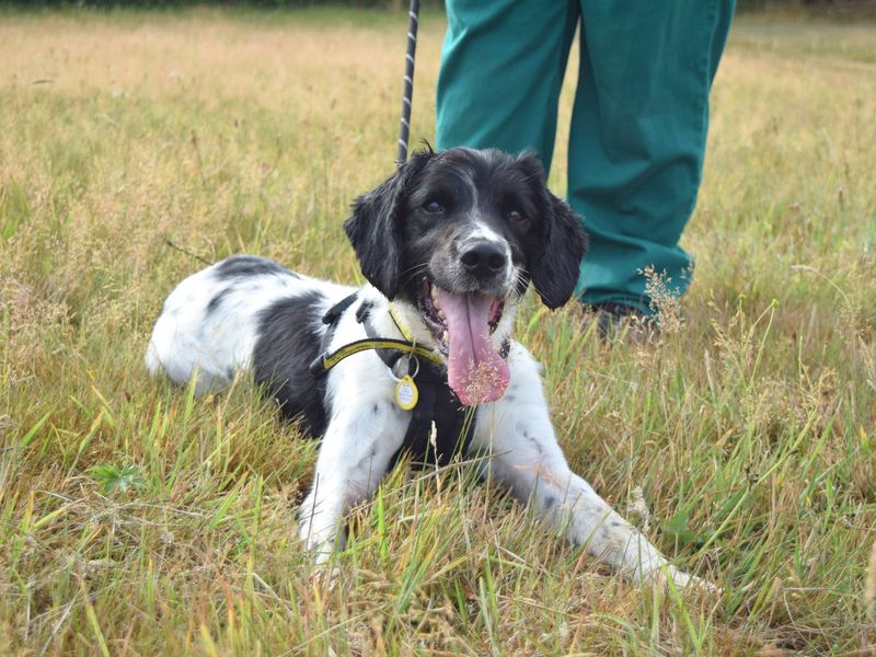 Springer Spaniel for adoption in Uxbridge, London – 4 years old