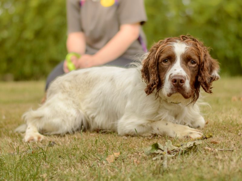 Springer Spaniel for adoption in Kenilworth, Warks – 3 years old