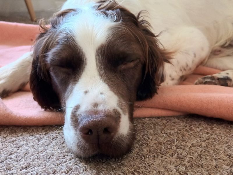Baxter | Spaniel (English Springer) | Kenilworth (West Midlands) - 1