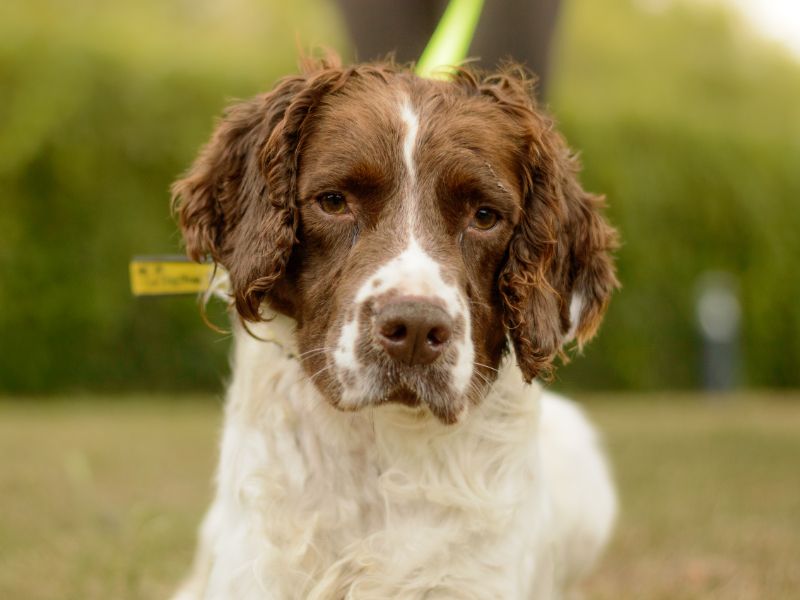 Springer Spaniel for adoption in Kenilworth, Warks – 4 years old - Image 3 of 3