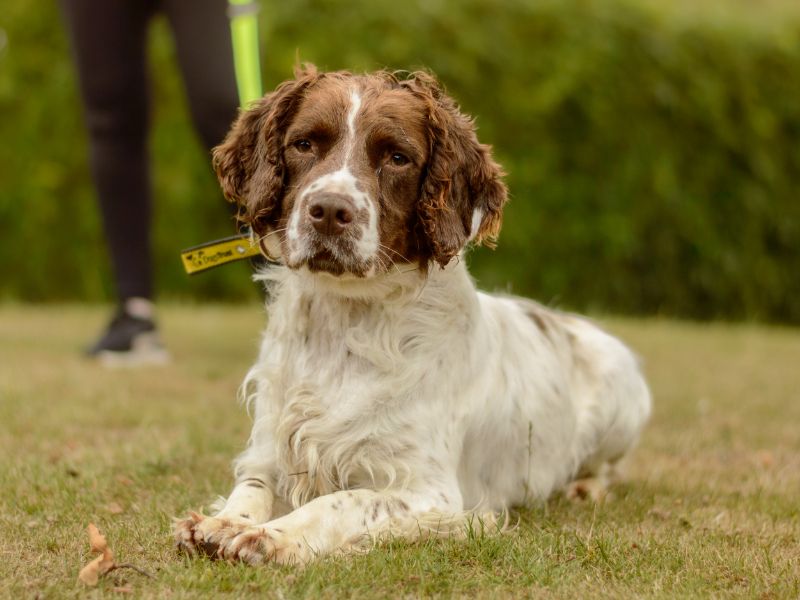 Charlie | Spaniel (English Springer) | Kenilworth (West Midlands) - 1