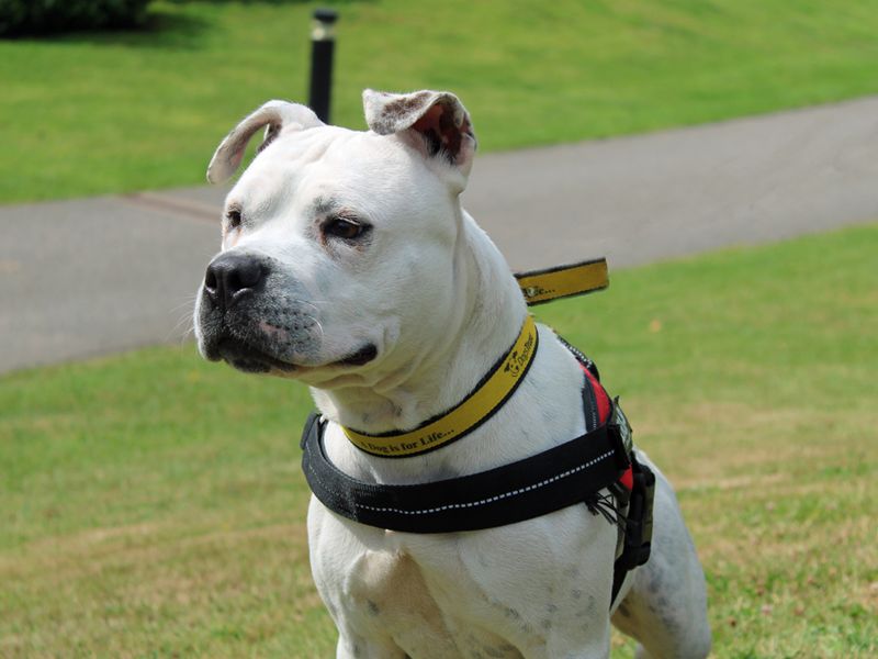 Staffordshire Bull Terrier for adoption in Liverpool, Merseyside – 2 years old