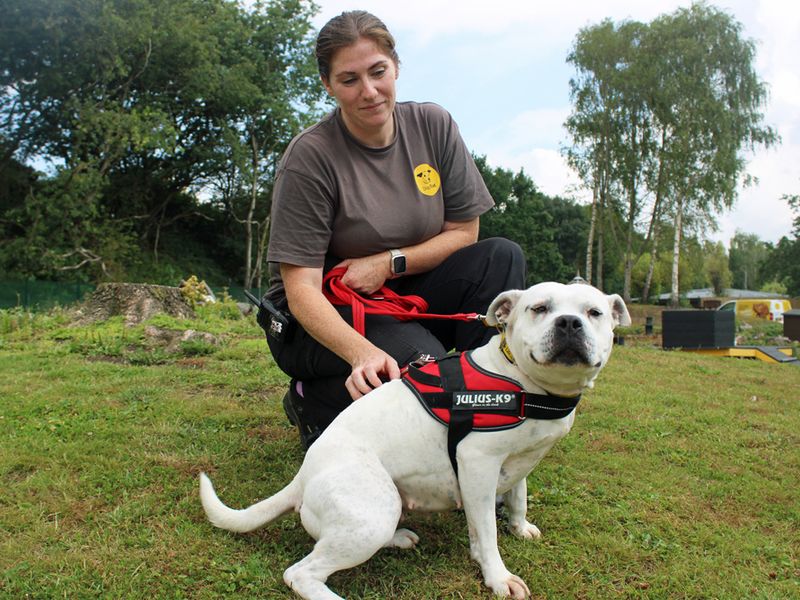 Staffordshire Bull Terrier for adoption in Liverpool, Merseyside – 2 years old - Image 4 of 4