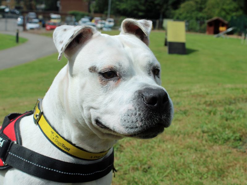 Staffordshire Bull Terrier for adoption in Liverpool, Merseyside – 2 years old - Image 2 of 4