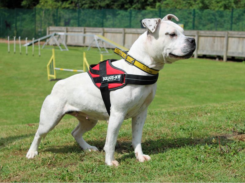 Staffordshire Bull Terrier for adoption in Liverpool, Merseyside – 2 years old - Image 3 of 4