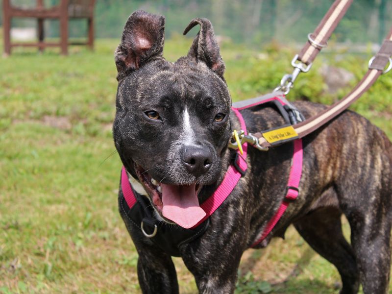 Staffordshire Bull Terrier for adoption in Liverpool, Merseyside – 1 year old