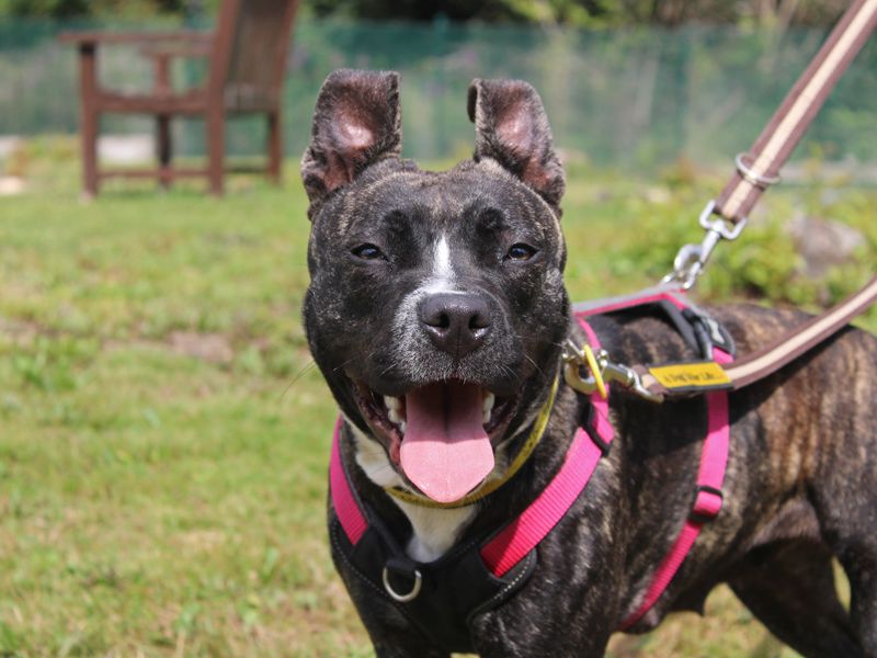 Staffordshire Bull Terrier for adoption in Liverpool, Merseyside – 1 year old - Image 2 of 3